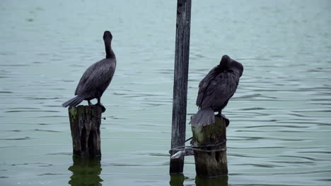 A-Close-Up-of-Two-Black-Cormorant-Birds-Sitting-on-a-Wooden-Stump-in-the-Ocean-near-the-Coast-Cleaning-their-Feathers