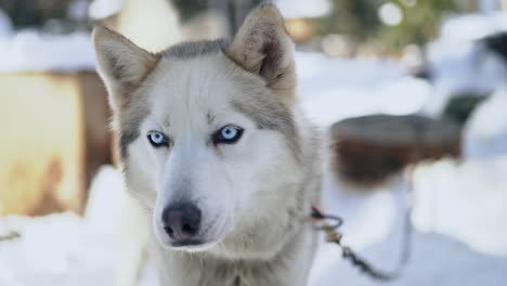 Schlittenhund-Des-Sibirischen-Huskys-Mit-Auffälligen-Blauen-Augen,-Die-In-Die-Kamera-Schauen