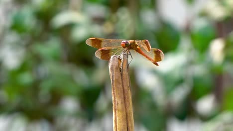 Firecracker-Skimmer-Orange-Dragonfly-Perched-on-Rot-Dry-Plant-and-Moving-Head-Around,-4k-close-up-macro