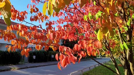 Nahaufnahme-Von-Roten,-Orangen,-Gelben-Und-Grünen-Blättern-Eines-Baumes-Im-Herbst