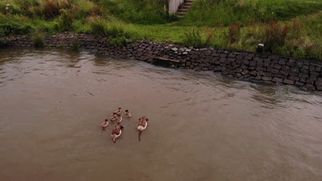 Luftaufnahme-Der-Entenfamilie,-Die-Neben-Dem-Flussufer-Wegpaddelt