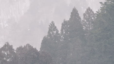 Heavy-Snowing-In-Rural-Area-In-Gifu,-Japan-With-Pine-Trees-In-Background