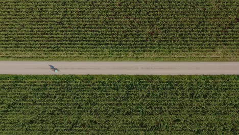 A-boy-cycling-on-a-sunny-day-among-green-fields-of-corn-with-symmetry-lined-country-road-in-the-middle-of-the-capture