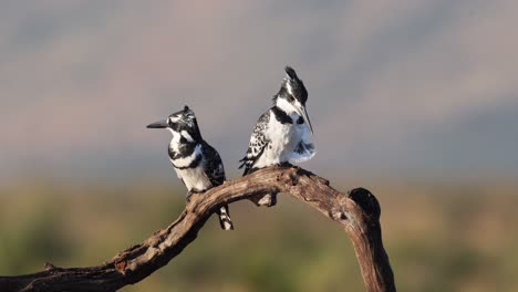 Pair-of-African-Pied-Kingfisher-birds-perch-on-tree-branch-in-breeze
