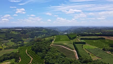 Aerial-view-of-green-fields-with-vines,-trees-and-fruit-plantations