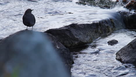 Silhouette-Des-Amerikanischen-Dipper-Vogels,-Der-Auf-Nassen-Flussfelsen-Eintaucht