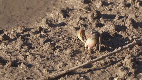 Close-static-view-of-neohelice-granulata-crab-moving-claws-in-mud