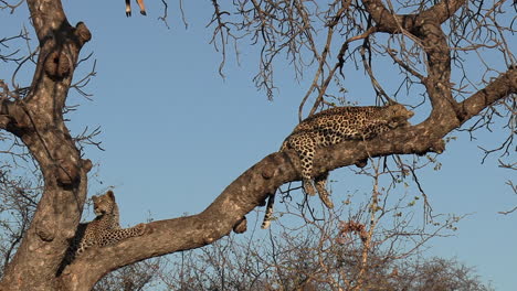 Zwei-Leoparden,-Die-Sich-Tagsüber-In-Einem-Baum-Ausruhen