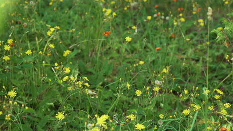 Wildblumen-Mit-Indischem-Pinsel,-Die-Auf-Dem-Feld-Blühen