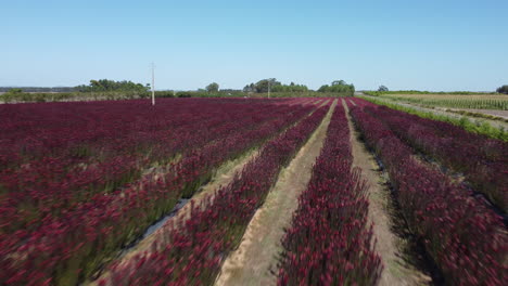 Reihen-Schöner-Roter-Blumen-Auf-Einem-Landwirtschaftlichen-Gebiet-In-Portugal