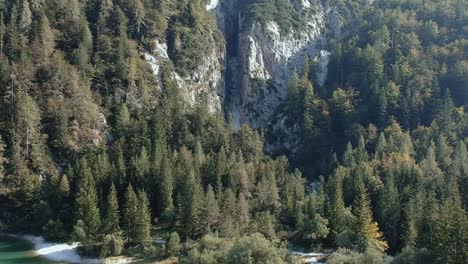 Aerial-view-of-a-pine-tree-forest-under-a-rocky-cliff-edge