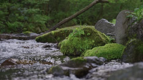 River-flowing-through-mountains,-Mossy-Rocks-and-Forest-of-Tottori-Japan