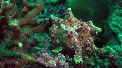 Green-warty-Frogfish--turning-around-on-coral-reef