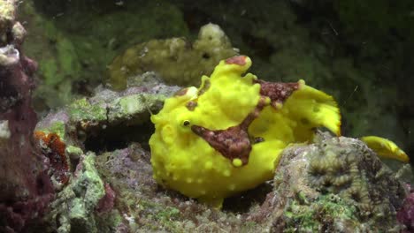 Yellow-warty-Frogfish-fishing-at-night-on-coral-reef
