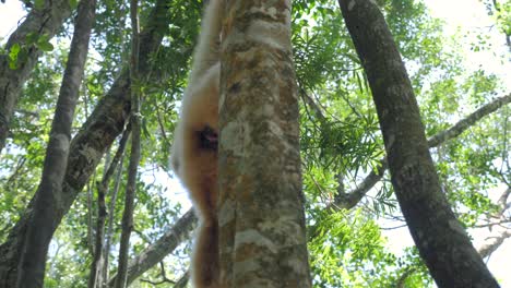 Gibón-En-El-Bosque_gibón-Jugando-En-Los-árboles_-Primate-Gibón-Blanco