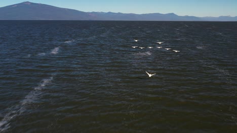 Pájaros-Pelícanos-Blancos-Volando-Sobre-Un-Lago-En-El-Sur-De-Oregon,-Estados-Unidos