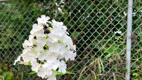 Large-carpenter-bee-on-a-white-summer-cone-flower-against-a-fence,-no-person