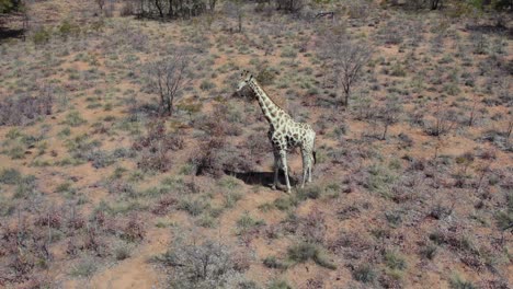 Isolated-giraffe-in-savanna,-Namibia,-Africa.-Aerial-circling