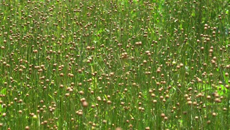 A-closeup-of-a-field-of-flax-soon-ready-to-be-harvested