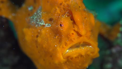 Orange-warty-Frogfish-super-close-up-of-face,-mouth,-eye