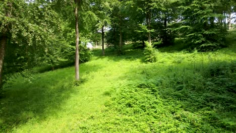 4K-footage-of-very-lush-green-trees-in-a-wooded-location
