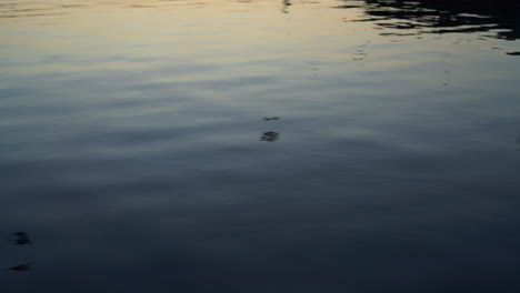Water-surface-reflection-of-birds-and-seagulls-flying-during-sunset