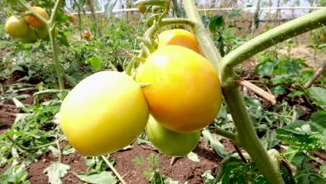 Unreife-Köstliche-Bio-Tomaten-An-Der-Rebe-Im-Gemeinschaftsgarten,-Fast-Fertig-Zum-Pflücken-Und-Verzehr,-Nahaufnahme-Der-Tomate