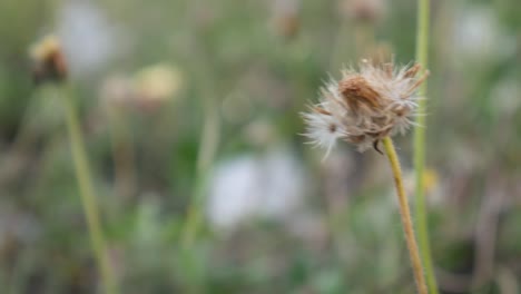 wild-grass-flowers-swaying-in-the-wind