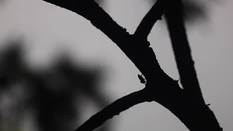 garden-spider-cleaning-itself-on-a-tree-log,-silhouettes-in-black-and-white