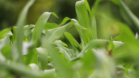Green-Leaves-Of-Corn-Blowing-In-The-Wind-At-Countryside