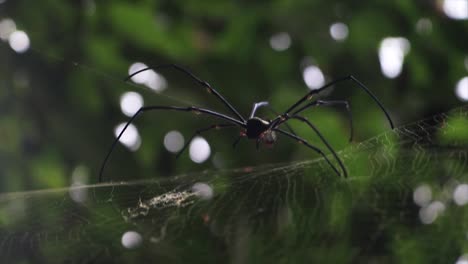 Gefährliche-Riesige-Schwarze-Spinne,-Die-Am-Netz-Mit-Forstwirtschaftlichem-Hintergrund-Hängt