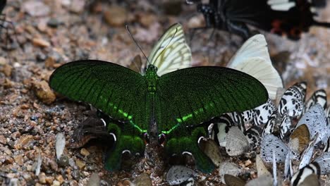 4k-Papilio-Paris,-Der-Pariser-Tagpfauenauge-Strahlt-Einen-Feinen-Flüssigen-Spray-Von-Der-Spitze-Seines-Abdomens-Durch-übermäßige-Wasseraufnahme-Aus,-Im-Tropischen-Waldboden,-Kaeng-Krachan-Nationalpark,-Thailand-Asien