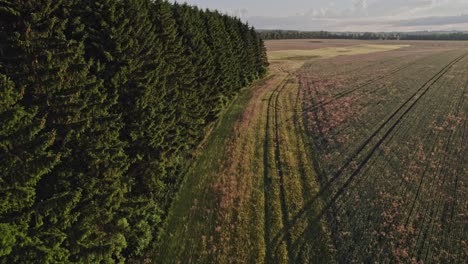 slow-flight-around-a-row-of-trees-over-a-field-at-sunset,-Czech-Republic
