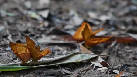 Gebrochene-Flügel,-Gelber-Radscha,-Charaxes-Marmax,-Schmetterlinge,-Die-Waldboden-Ihres-Natürlichen-Lebensraums-Paaren,-In-Thailand,-Südostasien