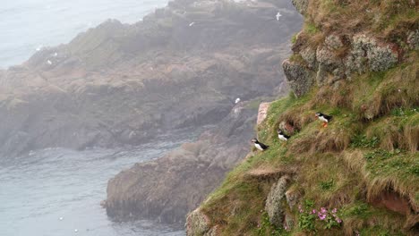 Three-puffins-on-a-ledge-on-the-cliffs-at-Bullers-of-Buchan