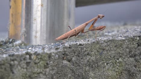 Brown-Praying-Mantis-from-the-Mantidae-family-of-Mantises-Moves-Raptorial-Forelegs-and-Turn-Triangle-Head-towards-the-camera-in-the-Urban-background-in-South-Korea---side-view