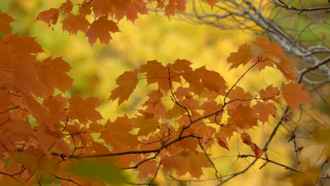 Beautiful-golden-yellow-maple-leaves-basking-in-the-autumn-sun
