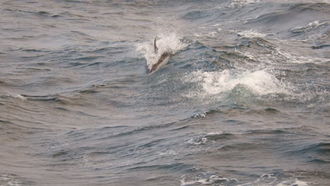 Totale-Einstellung-Eines-Delfins,-Der-Aus-Dem-Wasser-Springt