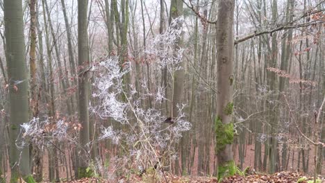 Branches-with-ice-covered-spider-webs-moving-in-the-wind