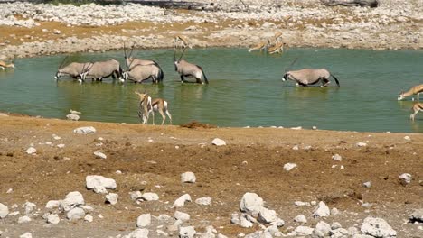 Oryx-drinking-water-in-Etosha-National-Park