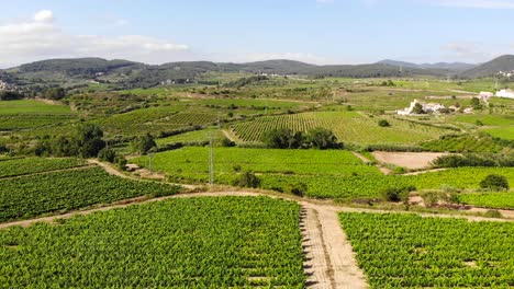 Aerial:-town-among-green-vineyards