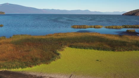 Flying-above-wetland-marsh-habitat-at-the-end-of-Klamath-Lake-in-Southern-Oregon