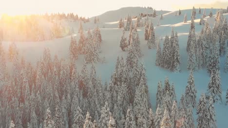 Sonnenuntergang-über-Der-Spitze-Des-Hügels,-Der-In-Einem-Erstaunlichen-Winterwunderland-Mit-Mehreren-Grünen-Kiefern,-Die-Mit-Weißem-Schnee-Bedeckt-Sind,-Resultiert