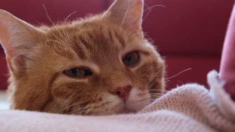Face-closeup-of-overweight-sleepy-orange-cat-lying-on-the-sofa