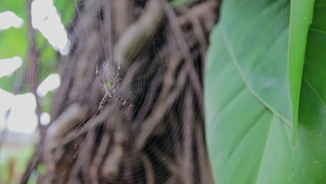 Una-Araña-De-Jardín,-Araneus-Diadematus-Descansando-En-Su-Red-Con-Vides-En-El-Fondo