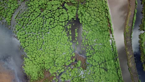 drone-view-of-River-pollution-by-water-hyacinth