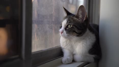 A-small-cat-sits-on-a-window-sill,-observing-the-outside-world-with-her-paws-curled-beneath-her