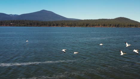 White-Pelican-birds-flying-over-a-lake-in-Southern-Oregon,-USA