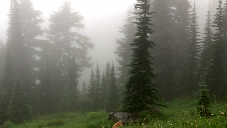 Dolly-Left-Shot-Pine-Tree-Tops-on-Foggy-Day-Mount-Rainier-NationalPark