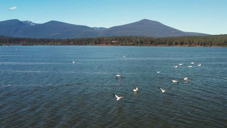 Weiße-Pelikanvögel,-Die-über-Einen-See-Im-Südlichen-Oregon,-Usa-Fliegen